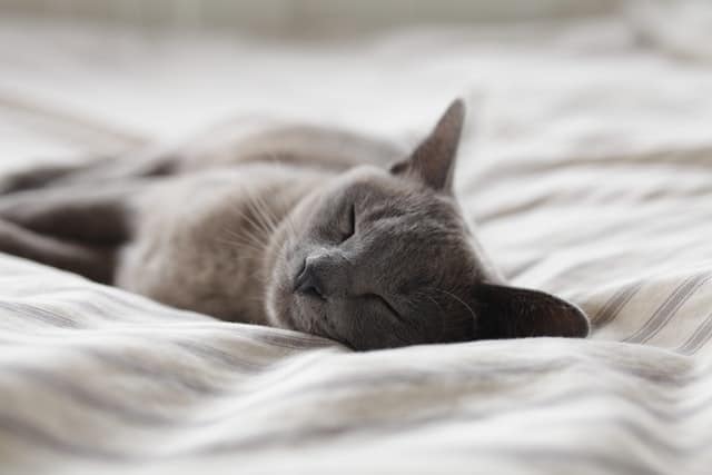 A gray cat with eyes closed snuggling in the sheets. 